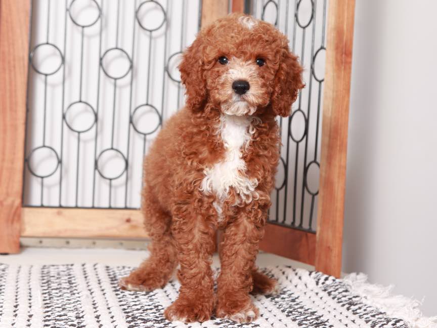Ted- Stunning Male Mini Red Goldendoodle Puppy - Image 2