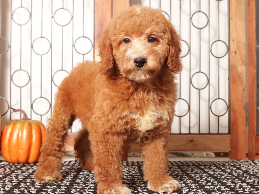 Ted- Stunning Male Mini Red Goldendoodle Puppy (F1B) - Image 4