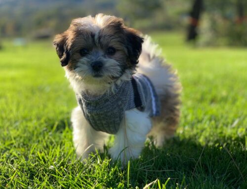 Teddy Bear Puppies: The Perfect Family Companion