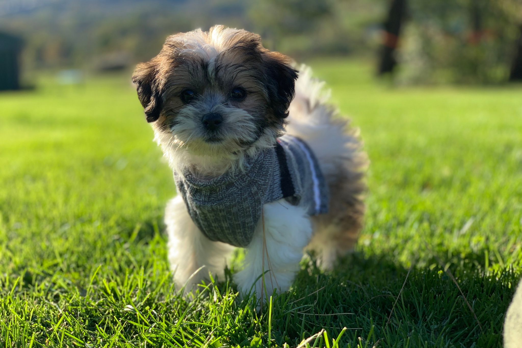 Teddy Bear Puppies: The Perfect Family Companion