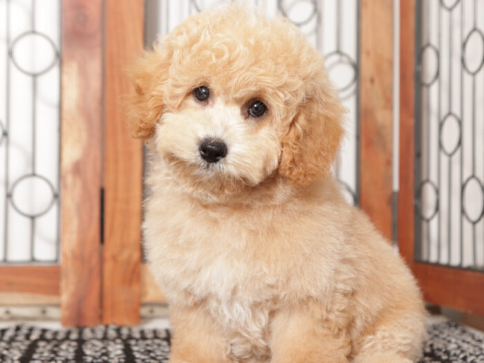 Thor - Sweet male Poochon Puppy