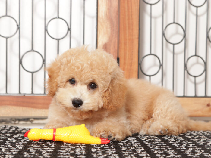 Thor - Sweet male Poochon Puppy - Image 3
