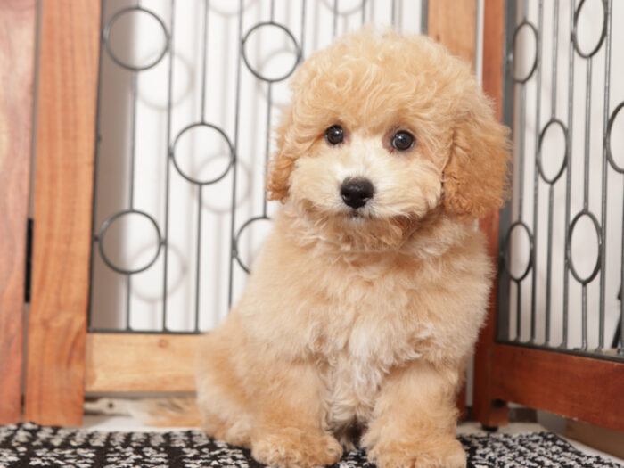Thor - Sweet male Poochon Puppy - Image 2