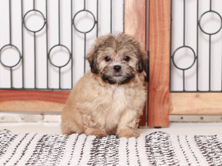 Tim -Snuggly Male Teddy Bear Puppy - Image 5