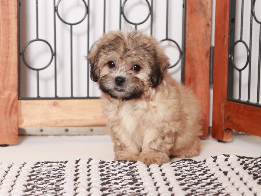 Tim -Snuggly Male Teddy Bear Puppy