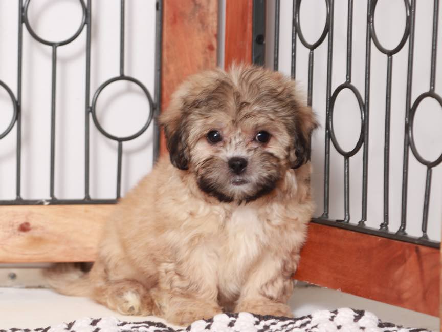 Tim -Snuggly Male Teddy Bear Puppy - Image 3