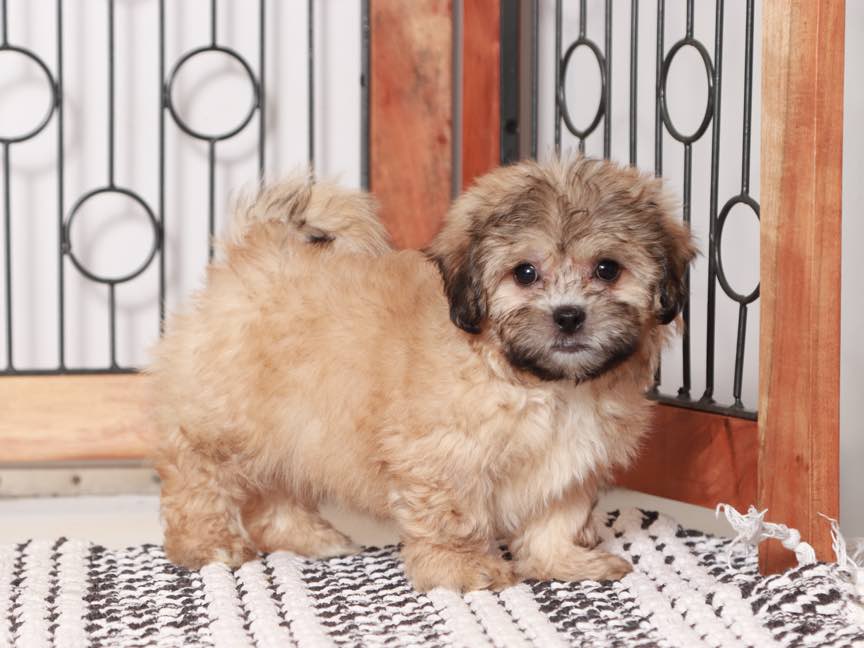 Tim -Snuggly Male Teddy Bear Puppy - Image 2