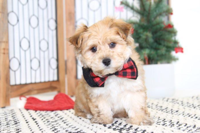 Timothy- Gentle Little Male Yorkie-Poo Puppy