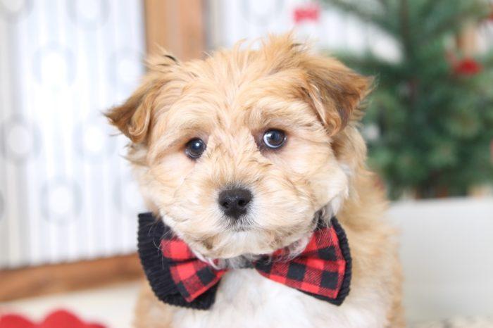 Timothy- Gentle Little Male Yorkie-Poo Puppy - Image 2