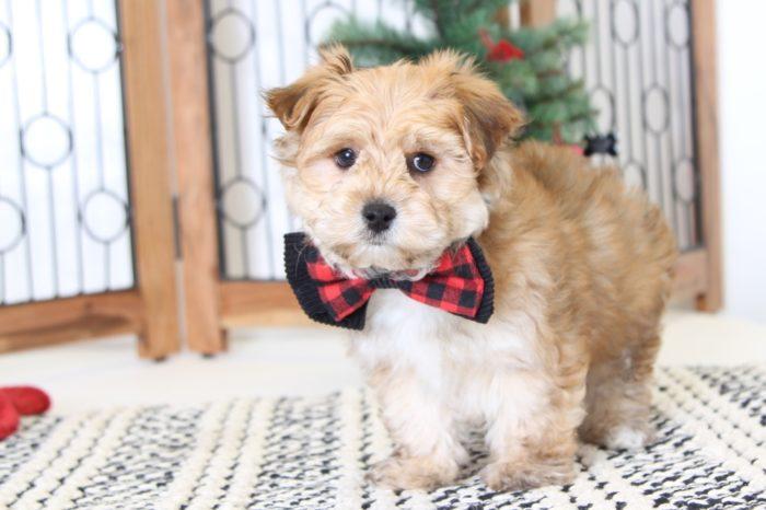 Timothy- Gentle Little Male Yorkie-Poo Puppy - Image 4