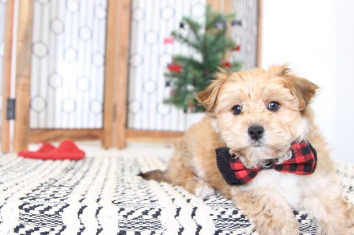 Timothy- Gentle Little Male Yorkie-Poo Puppy - Image 5