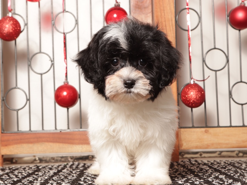 Tina- Sassy female Shih-Poo Puppy