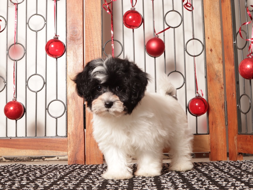 Tina- Sassy female Shih-Poo Puppy - Image 2