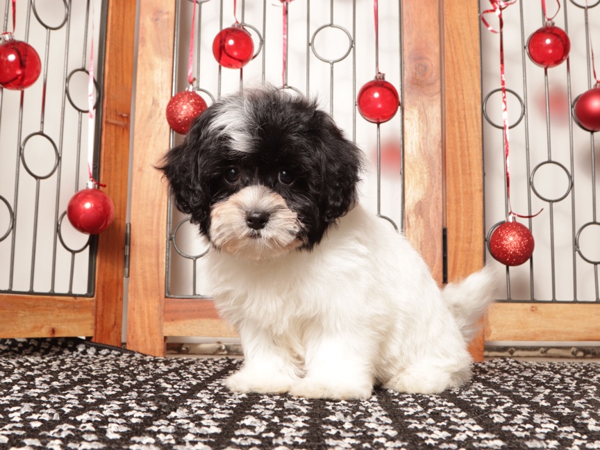 Tina- Sassy female Shih-Poo Puppy - Image 3