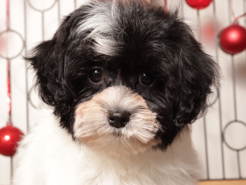 Tina- Sassy female Shih-Poo Puppy - Image 4
