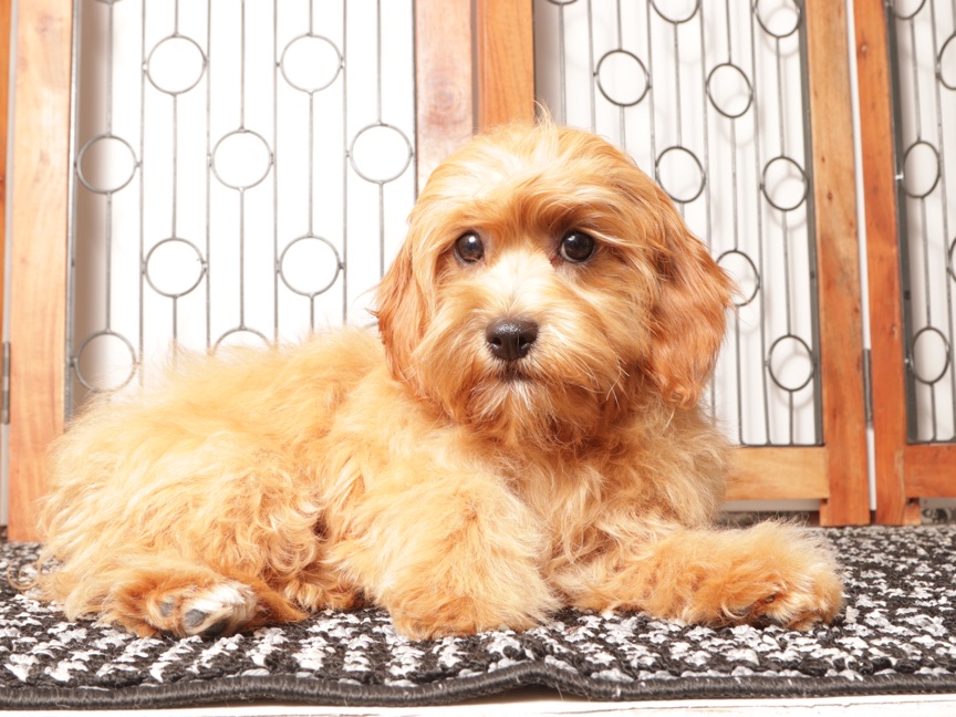 Toby - Handsome Male Cavapoo Puppy For Sale