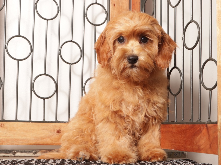 Toby - Handsome Male Cavapoo Puppy For Sale - Image 2