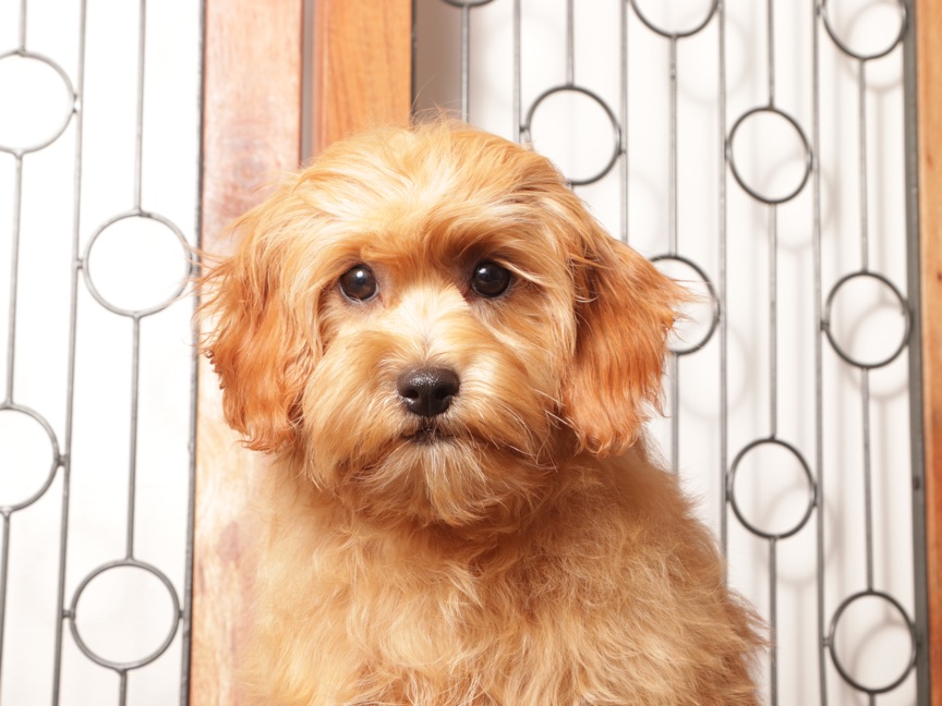 Toby - Handsome Male Cavapoo Puppy For Sale - Image 3