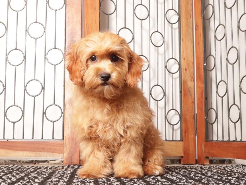 Toby - Handsome Male Cavapoo Puppy For Sale - Image 4