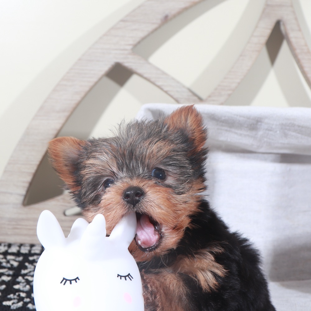Tucker - Handsome Little TEACUP Black/Tan Male Yorkie Puppy - Image 2