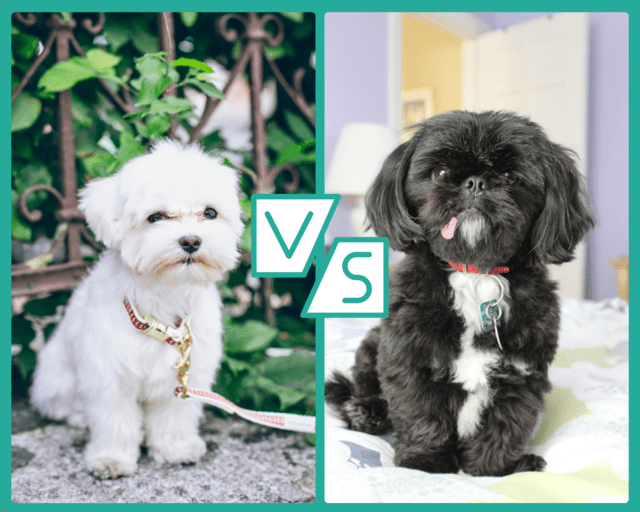 maltese vs shih tzu