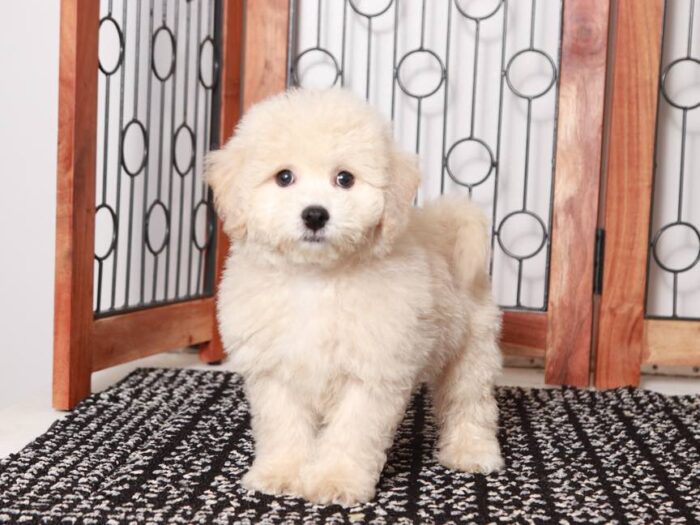 Vader - Great male Poochon Puppy for Sale in Florida