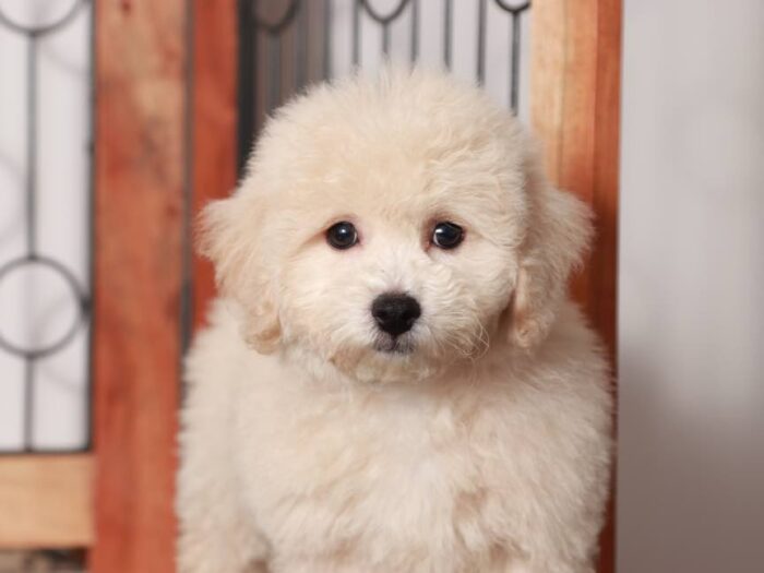 Vader - Great male Poochon Puppy for Sale in Florida - Image 5