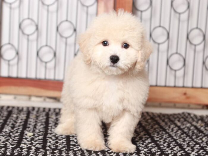 Vader - Great male Poochon Puppy for Sale in Florida - Image 4