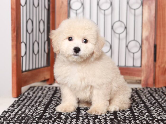 Vader - Great male Poochon Puppy for Sale in Florida - Image 3