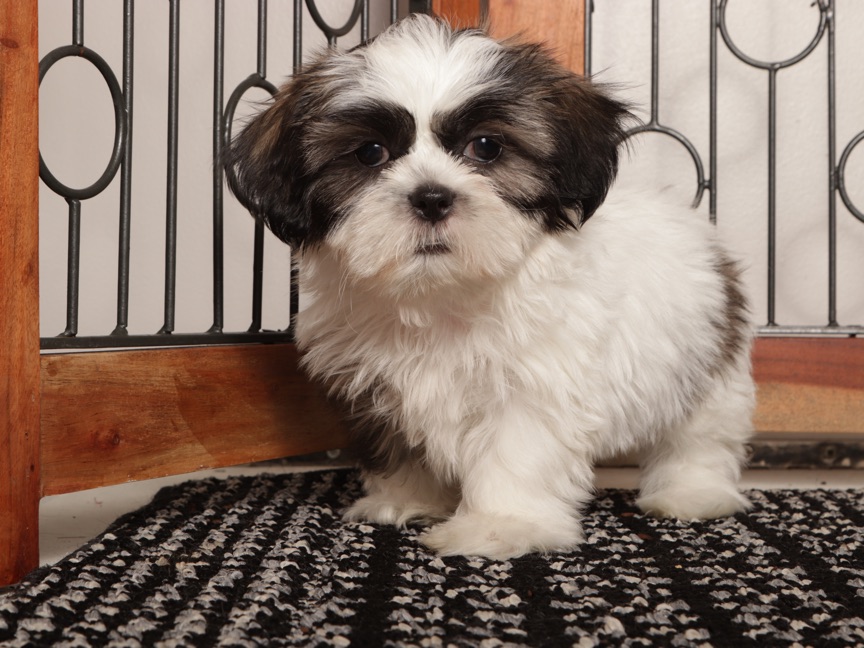 Walis – Friendly ACA Male Shih Tzu