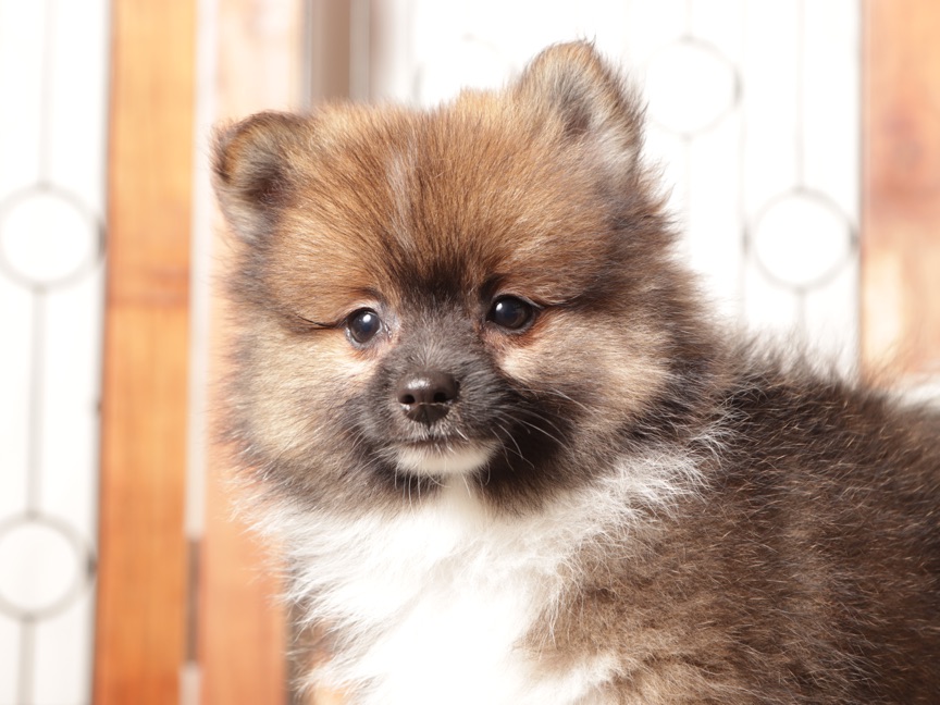 Walter - Sweet Little Male Pomeranian Puppy