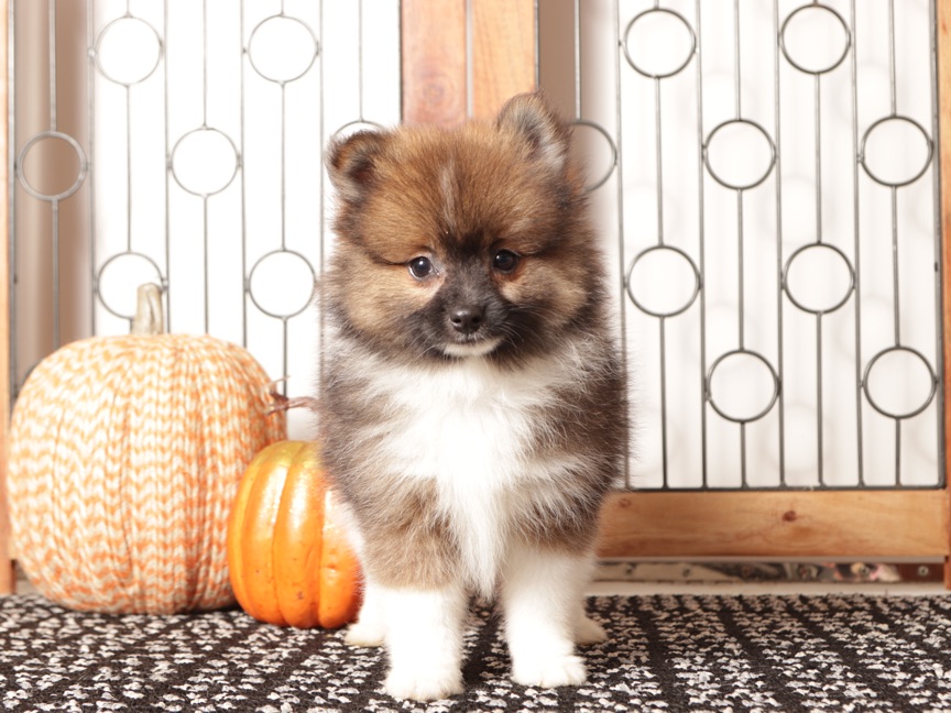 Walter - Sweet Little Male Pomeranian Puppy - Image 2
