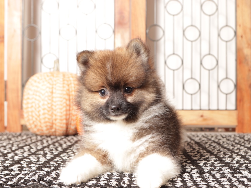 Walter - Sweet Little Male Pomeranian Puppy - Image 3