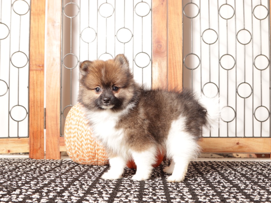 Walter - Sweet Little Male Pomeranian Puppy - Image 4