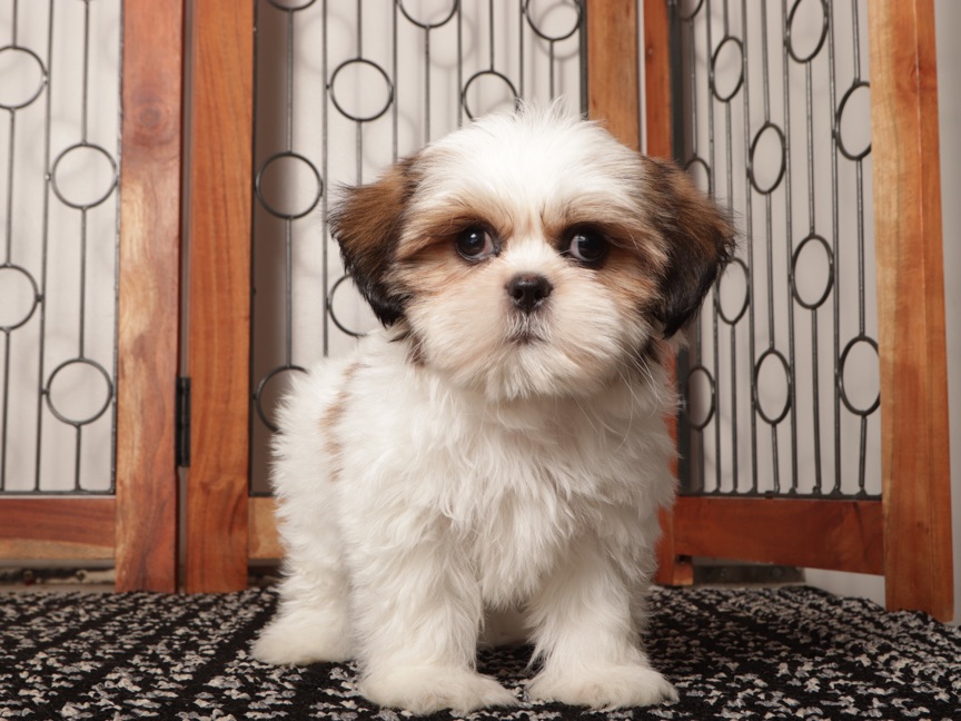 Wambo - Playful ACA Male Shih Tzu