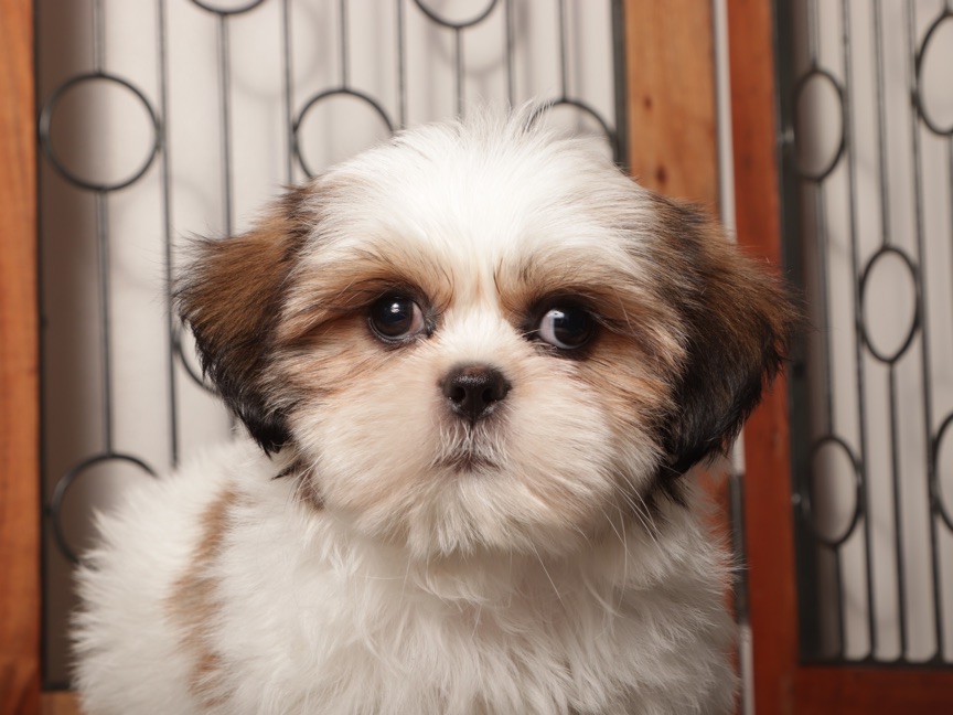 Wambo - Playful ACA Male Shih Tzu - Image 2