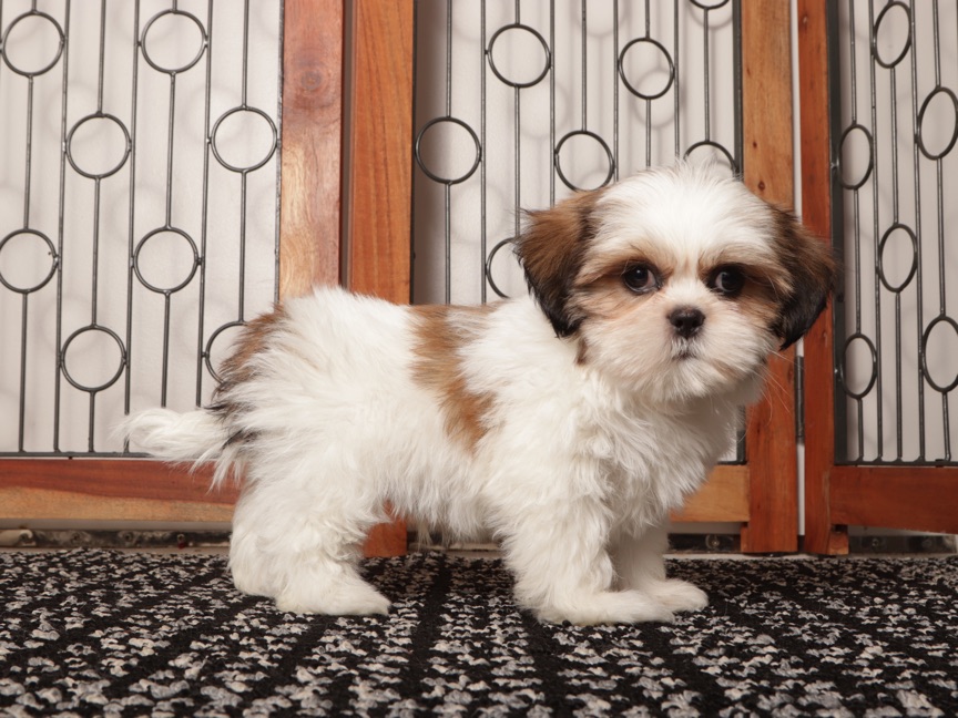 Wambo - Playful ACA Male Shih Tzu - Image 3