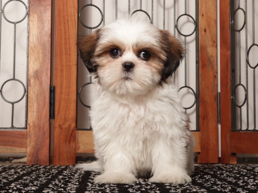 Wambo - Playful ACA Male Shih Tzu - Image 4