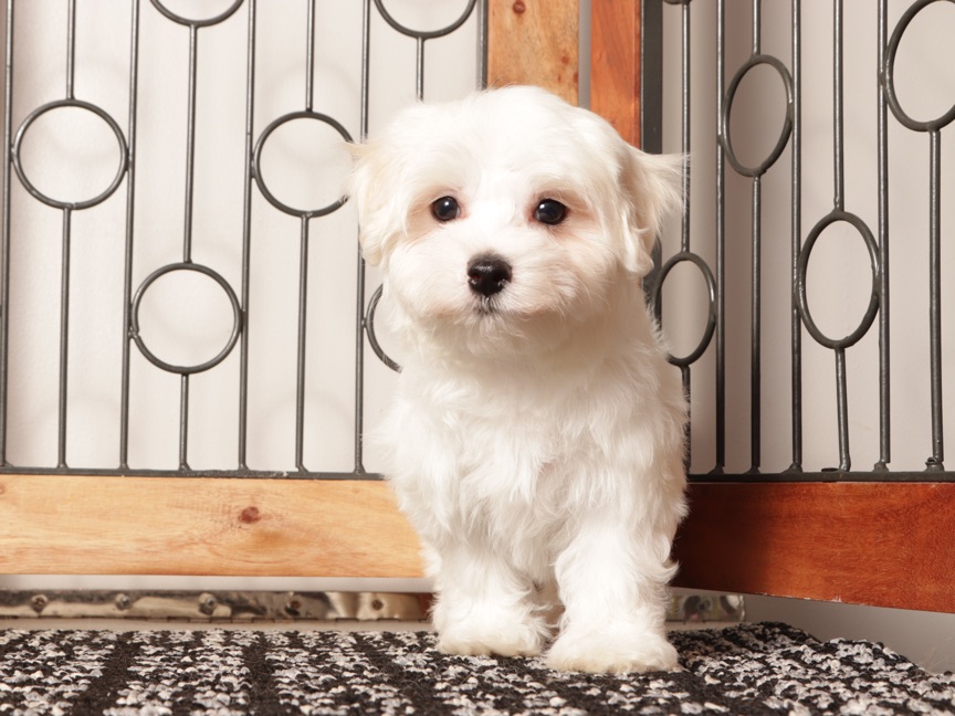 Winnie - Beautiful ACA Female Maltese Pupppy