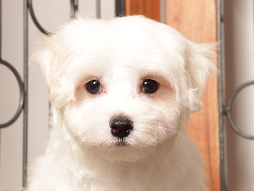 Winnie - Beautiful ACA Female Maltese Pupppy - Image 2