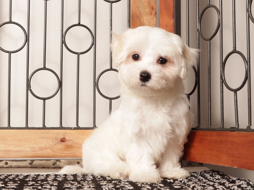 Winnie - Beautiful ACA Female Maltese Pupppy - Image 4
