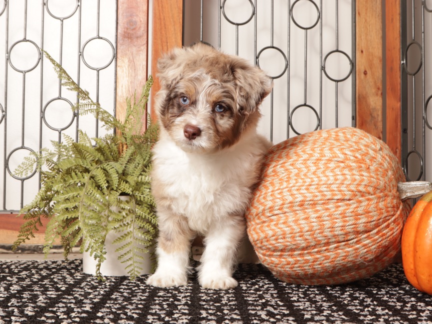 Woody - Spunky Mini Aussie Doodle Puppy