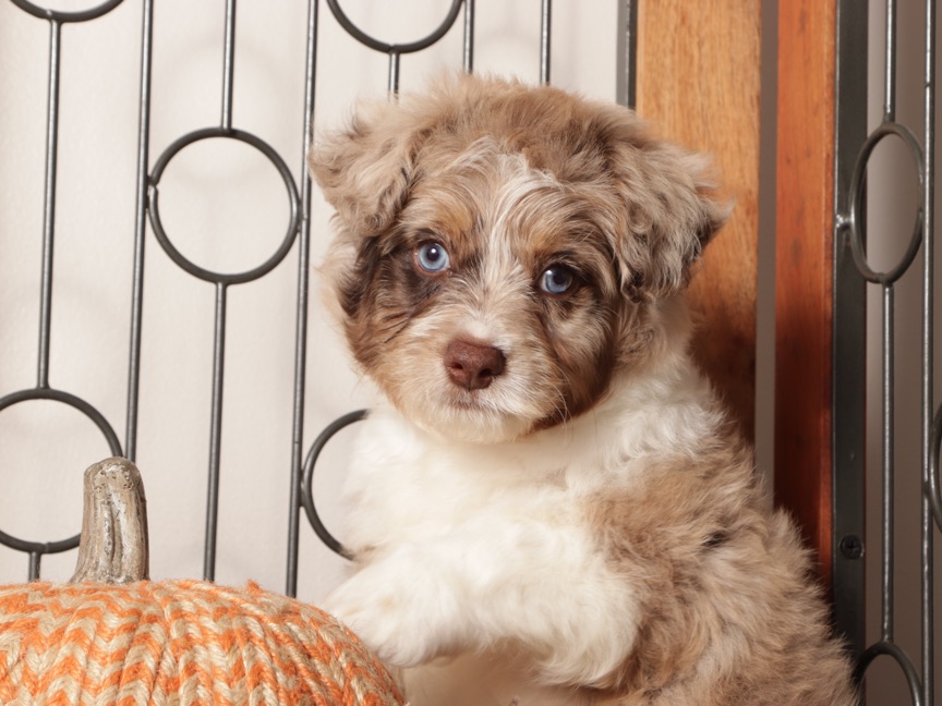 Woody - Spunky Mini Aussie Doodle Puppy - Image 2