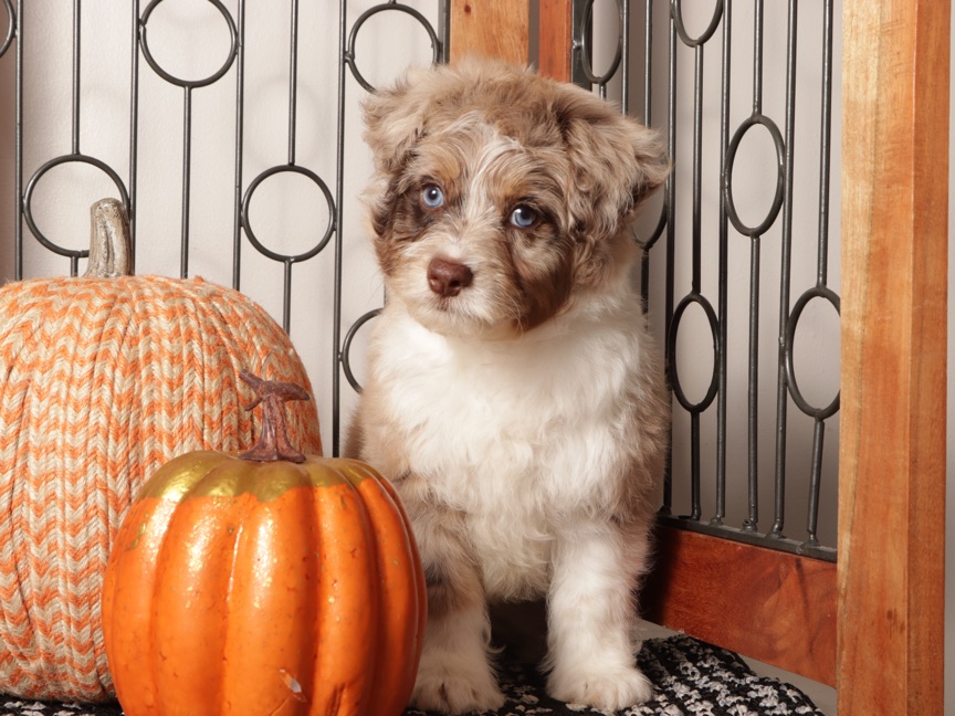 Woody - Spunky Mini Aussie Doodle Puppy - Image 4