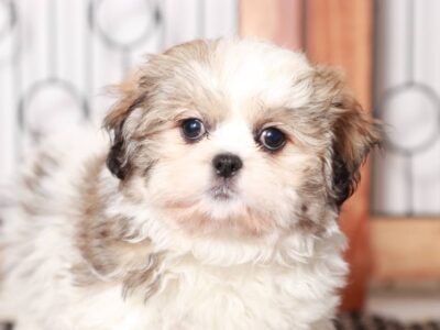 Yasmin Shichon pup