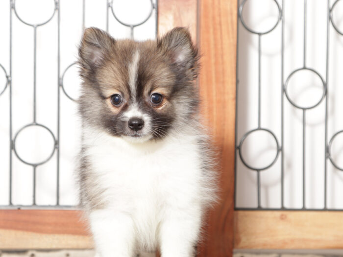 Yuki - Happy Little Male ACA Pomeranian Puppy - Image 4
