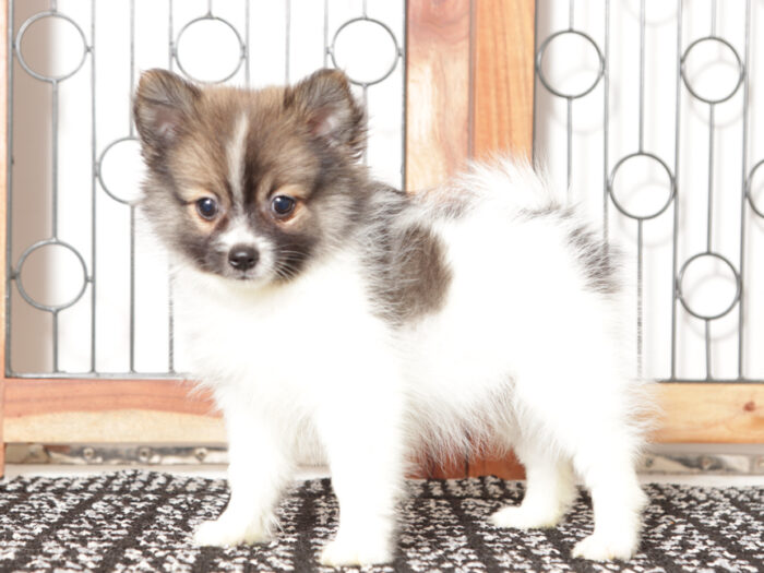 Yuki - Happy Little Male ACA Pomeranian Puppy