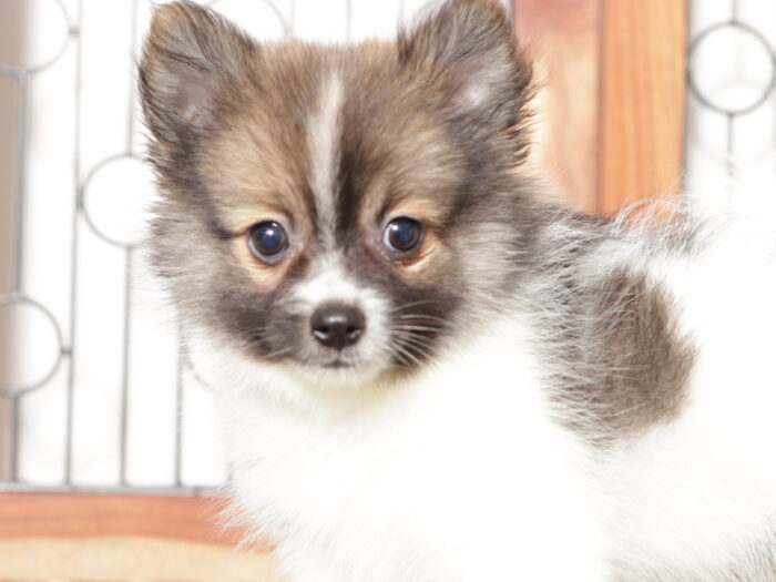 Yuki - Happy Little Male ACA Pomeranian Puppy - Image 2