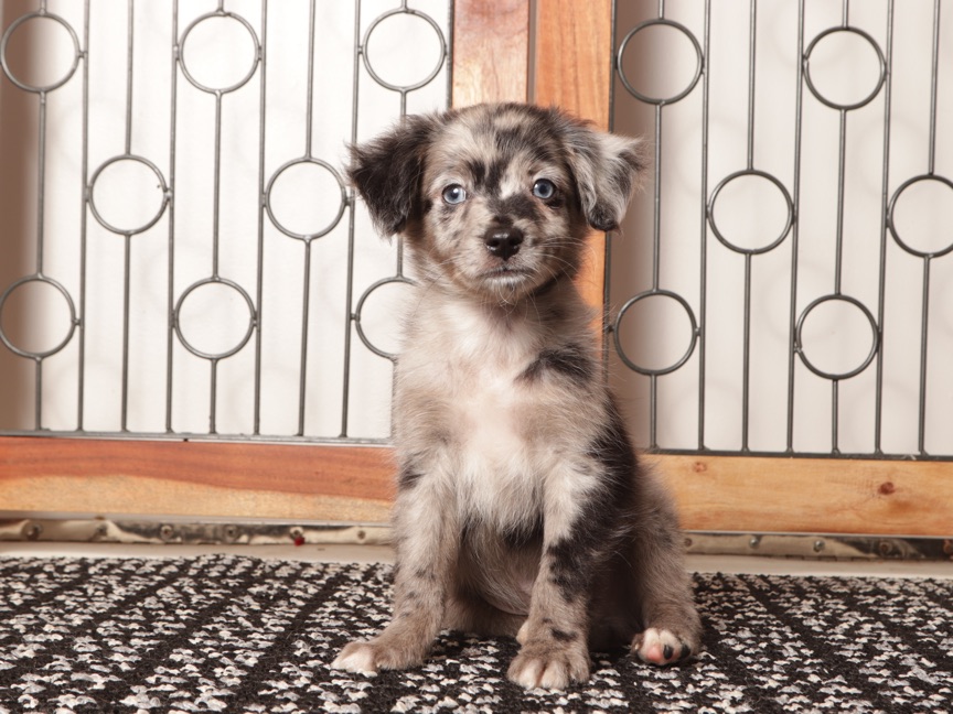 Ziggy - Handsome Merle Male Toy Aussie-Poo Puppy