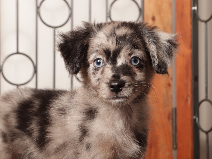 Ziggy - Handsome Merle Male Toy Aussie-Poo Puppy - Image 2